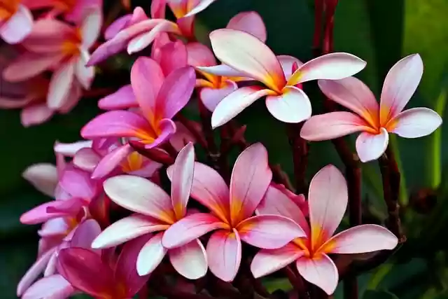 Free download plumeria flower flora nature free picture to be edited with GIMP free online image editor