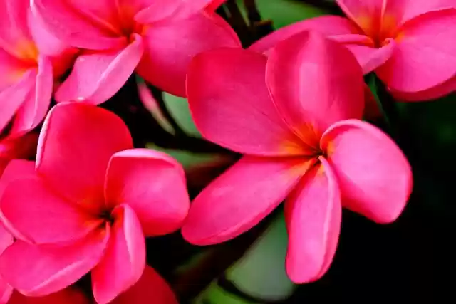 Free download plumeria flowers plant pink flowers free picture to be edited with GIMP free online image editor