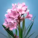 Plumeria on Sky Blue Background  screen for extension Chrome web store in OffiDocs Chromium