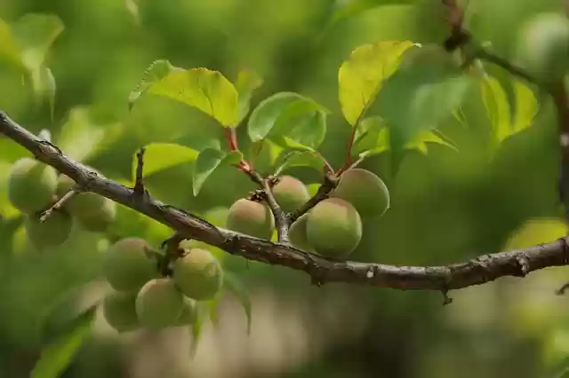 Free download plum plum blossom fruit plant free picture to be edited with GIMP free online image editor