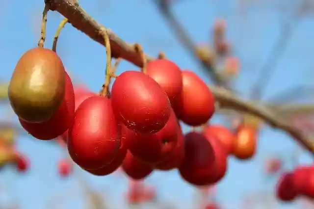 Free download Plum Plums Fruit -  free photo or picture to be edited with GIMP online image editor