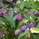 Plums are in good season  screen for extension Chrome web store in OffiDocs Chromium