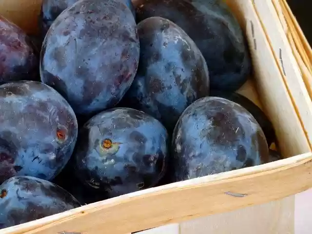 ດາວ​ໂຫຼດ​ຟຣີ Plums ຫມາກ​ໄມ້ - ຮູບ​ພາບ​ຟຣີ​ຫຼື​ຮູບ​ພາບ​ທີ່​ຈະ​ໄດ້​ຮັບ​ການ​ແກ້​ໄຂ​ກັບ GIMP ອອນ​ໄລ​ນ​໌​ບັນ​ນາ​ທິ​ການ​ຮູບ​ພາບ