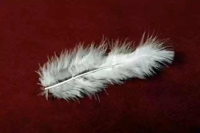 Free download Plumule Feather White -  free photo or picture to be edited with GIMP online image editor