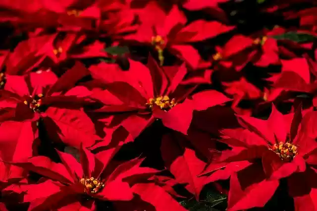Download gratuito Poinsettia Christmas Contrast - foto o immagine gratuita da modificare con l'editor di immagini online GIMP