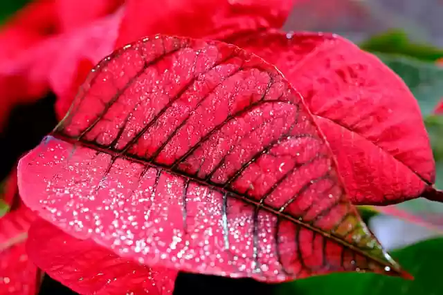 Free download poinsettia leaves plant kastuba free picture to be edited with GIMP free online image editor