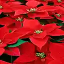 Poinsettia wallpaper  screen for extension Chrome web store in OffiDocs Chromium
