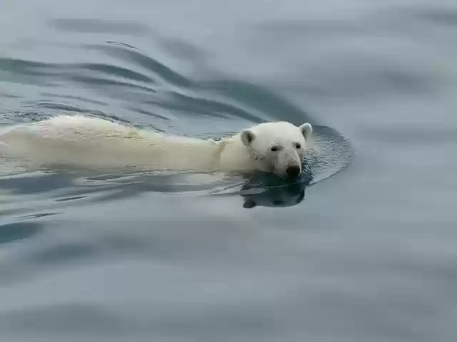 Free download Polar Bear Arctic Animal World -  free free photo or picture to be edited with GIMP online image editor
