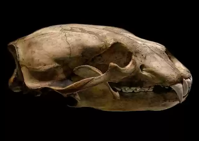 Free download polar bear skull free picture to be edited with GIMP free online image editor