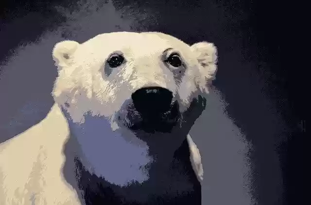 Free download Polar Bear Snow Winter -  free illustration to be edited with GIMP free online image editor