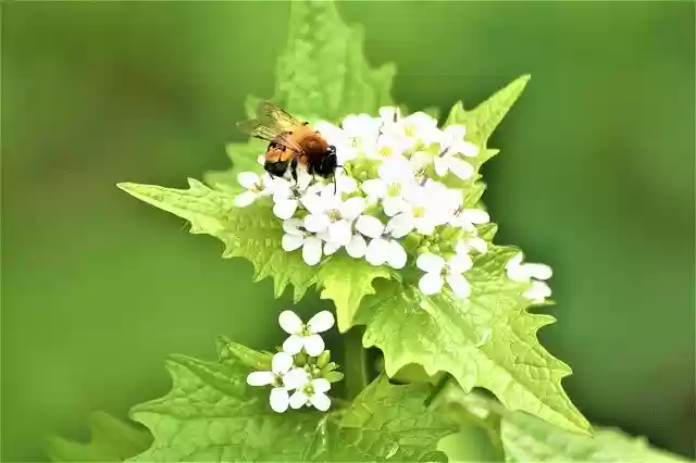Free download Pollination Spring Bee -  free photo template to be edited with GIMP online image editor