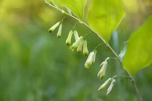 Free download Polygonatum Multiflora Blossom -  free photo or picture to be edited with GIMP online image editor