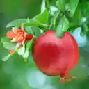 Pomegranate flower branch wallpaper  screen for extension Chrome web store in OffiDocs Chromium