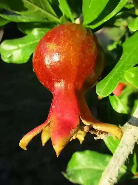 Free download Pomegranate Fruit Agriculture -  free photo or picture to be edited with GIMP online image editor
