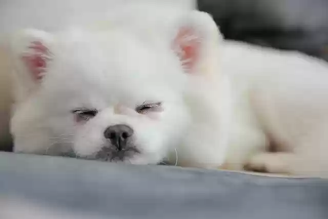 Free download pomeranian dog pet canine animal free picture to be edited with GIMP free online image editor
