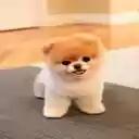 Pomeranian dog wallpaper  screen for extension Chrome web store in OffiDocs Chromium