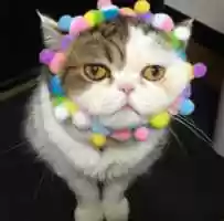 Free download Pom pom cat free photo or picture to be edited with GIMP online image editor