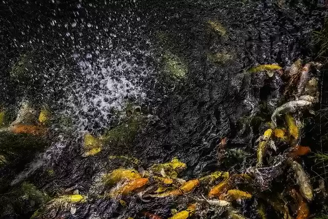 Free download Pond Fish Koi -  free photo or picture to be edited with GIMP online image editor