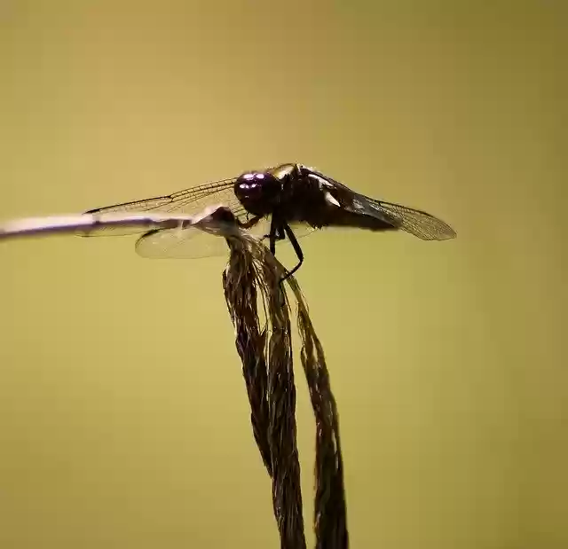 Free download Pond Frog Animal -  free photo or picture to be edited with GIMP online image editor