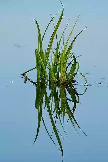 Free download Pond Grass Green -  free photo or picture to be edited with GIMP online image editor