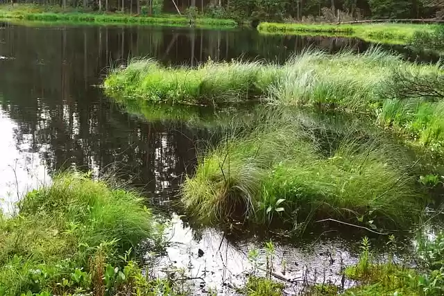 Free download pond lagoon lake islands forest free picture to be edited with GIMP free online image editor