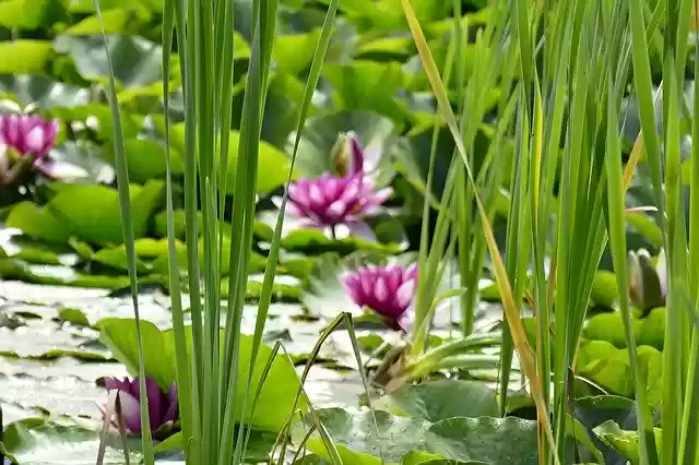 Free download Pond Water Lilies -  free free photo or picture to be edited with GIMP online image editor