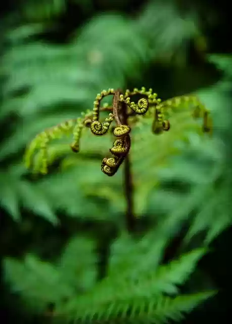 Free download ponga fern palm leaf tree nature free picture to be edited with GIMP free online image editor