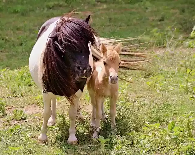 Free download Ponies A Pair Of Mother -  free photo or picture to be edited with GIMP online image editor