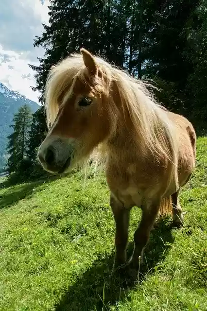 Free download Pony Horse Mountain -  free photo or picture to be edited with GIMP online image editor