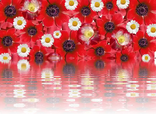 Free download Poppies Effect Red Summer -  free illustration to be edited with GIMP free online image editor