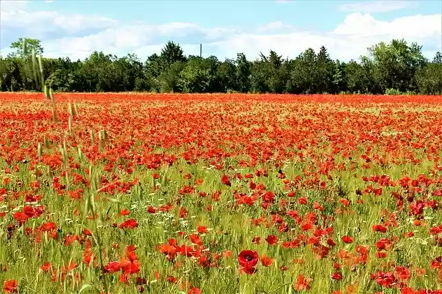 Free download Poppies Field Fleuri free photo template to be edited with GIMP online image editor