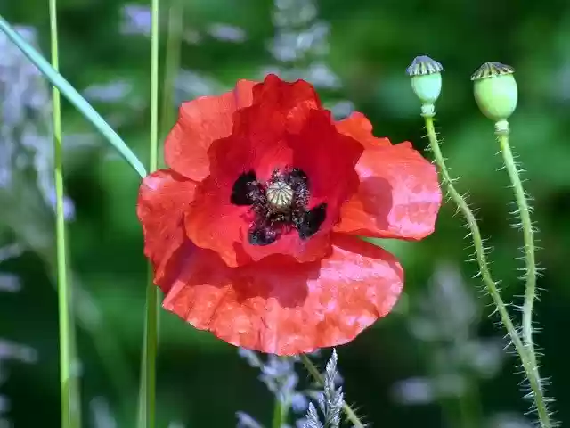 Free download Poppies Flowers Fields -  free photo or picture to be edited with GIMP online image editor