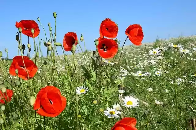 Free download Poppies Summer Edge Of Field -  free photo template to be edited with GIMP online image editor
