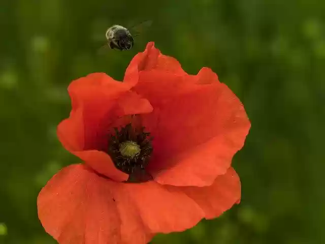 Free download Poppy Bourdon Hymenoptera -  free free photo or picture to be edited with GIMP online image editor