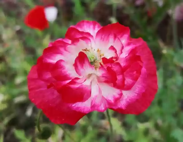 Free download Poppy Bright Red Plant -  free free photo or picture to be edited with GIMP online image editor