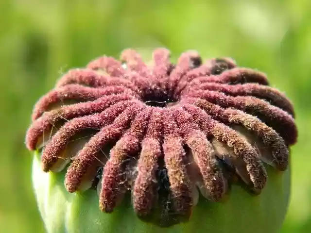 Free download Poppy Development Nature -  free photo or picture to be edited with GIMP online image editor