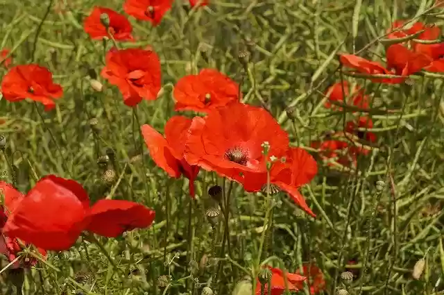 Free download Poppy Fields Nature -  free photo or picture to be edited with GIMP online image editor