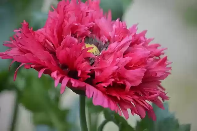 Bezpłatne pobieranie Kwiat maku - bezpłatne zdjęcie lub obraz do edycji za pomocą internetowego edytora obrazów GIMP