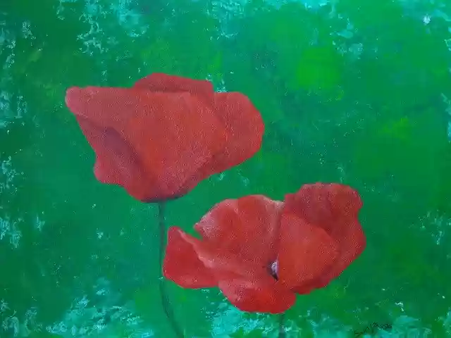 Free download Poppy Flower Flowers -  free illustration to be edited with GIMP free online image editor