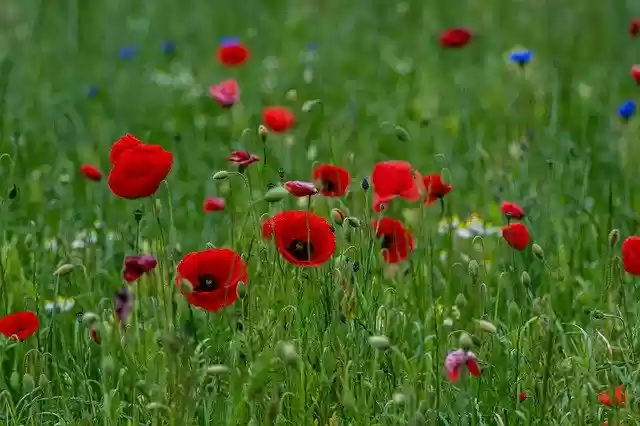 Free download Poppy Flower Meadow Nature -  free photo or picture to be edited with GIMP online image editor