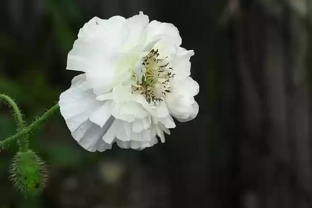 Free download poppy flower nature flower meadow free picture to be edited with GIMP free online image editor