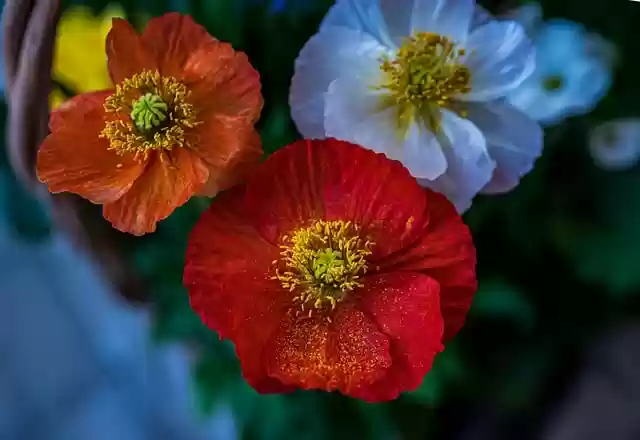 Free download poppy flowers flowers petals basket free picture to be edited with GIMP free online image editor