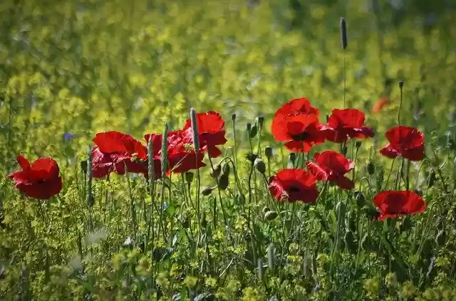 Free download Poppy Klatschmohn Red -  free photo or picture to be edited with GIMP online image editor