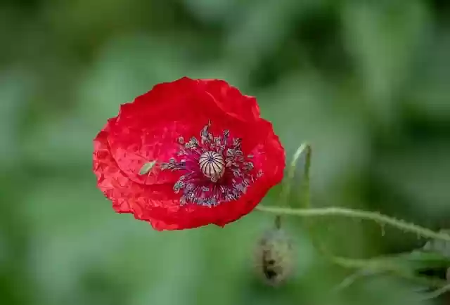 免费下载罂粟花自然花卉植物花卉免费图片，可使用 GIMP 免费在线图像编辑器进行编辑