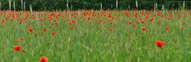 Free download Poppy Panorama Nature -  free photo or picture to be edited with GIMP online image editor