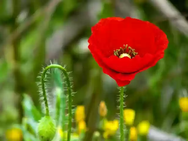 Unduh gratis gambar poppy papaver rhoeas l flower gratis untuk diedit dengan editor gambar online gratis GIMP