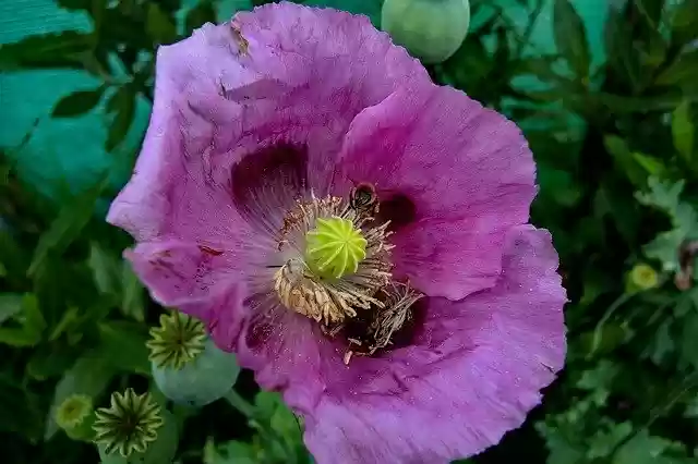 Free download Poppy Plant Nature -  free free photo or picture to be edited with GIMP online image editor
