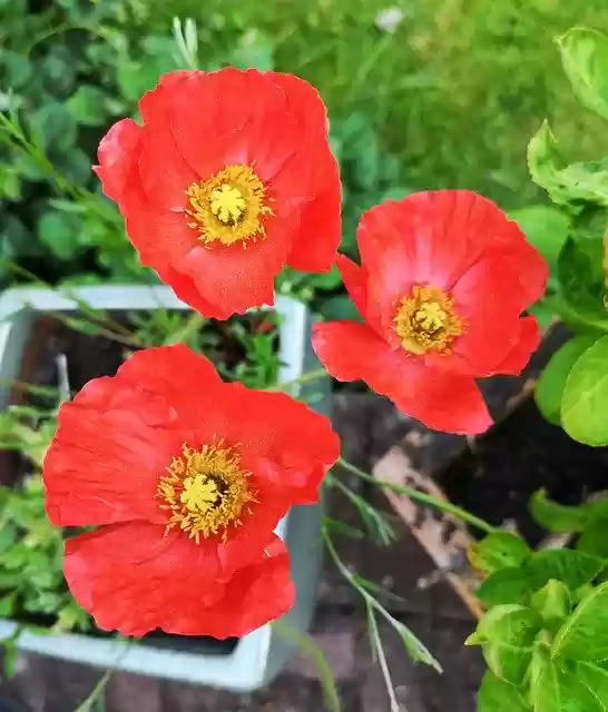 Free download Poppy Poppies Red -  free photo or picture to be edited with GIMP online image editor
