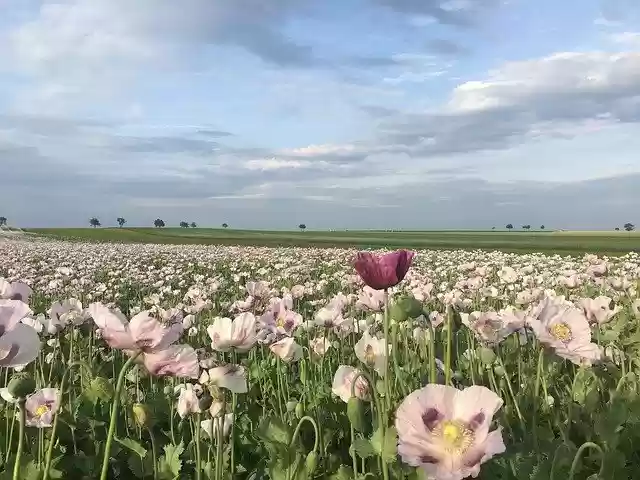 Free download Poppy Spring Flower -  free photo or picture to be edited with GIMP online image editor