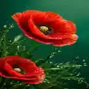Poppy wallpaper  screen for extension Chrome web store in OffiDocs Chromium